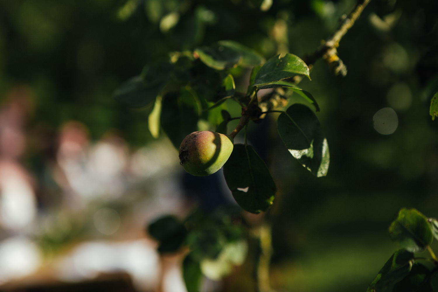 Purton House Wedding Photography, apple orchard 