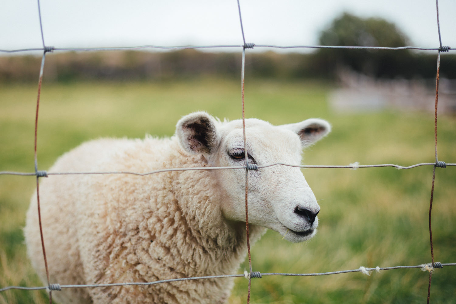 lamb, farm animals, sheep