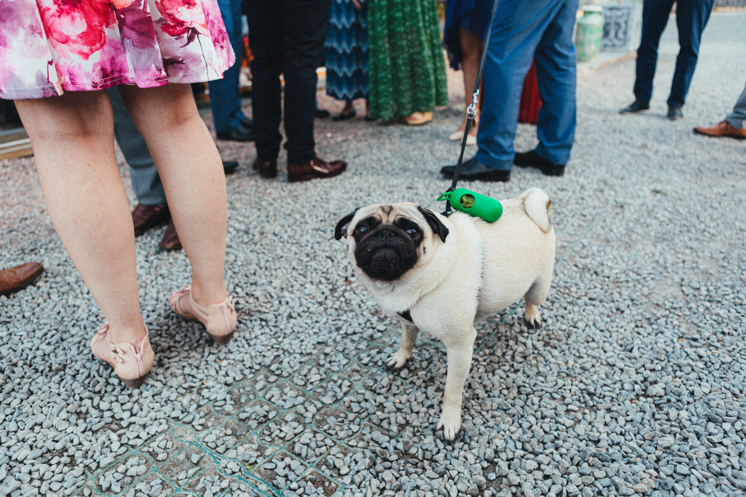 pug, wedding guests, wedding reception