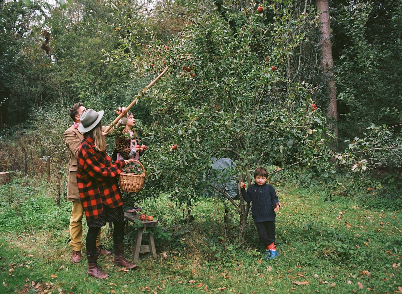 robin apple tree
